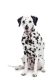 Beauty Dalmatian Dog, Isolated on White Background Wall Decal