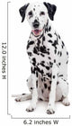Beauty Dalmatian Dog, Isolated on White Background Wall Decal