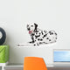 Beauty Dalmatian Dog, Isolated on White Background 