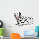 Beauty Dalmatian Dog, Isolated on White Background 