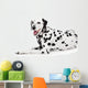 Beauty Dalmatian Dog, Isolated on White Background 