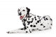 Beauty Dalmatian Dog, Isolated on White Background 