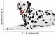 Beauty Dalmatian Dog, Isolated on White Background 