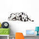 Beauty dalmatian dog, isolated on white background Wall Decal