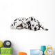 Beauty dalmatian dog, isolated on white background Wall Decal