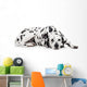 Beauty dalmatian dog, isolated on white background Wall Decal