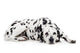 Beauty dalmatian dog, isolated on white background Wall Decal