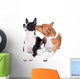 Two Basenjis Isolated on the White Background 