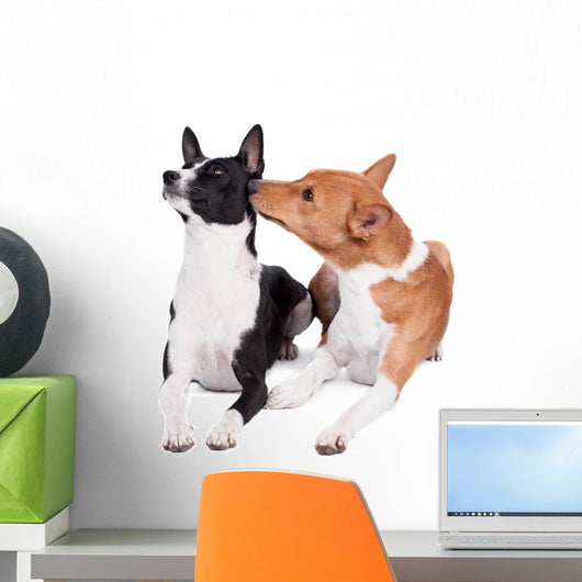 Two Basenjis Isolated on the White Background 