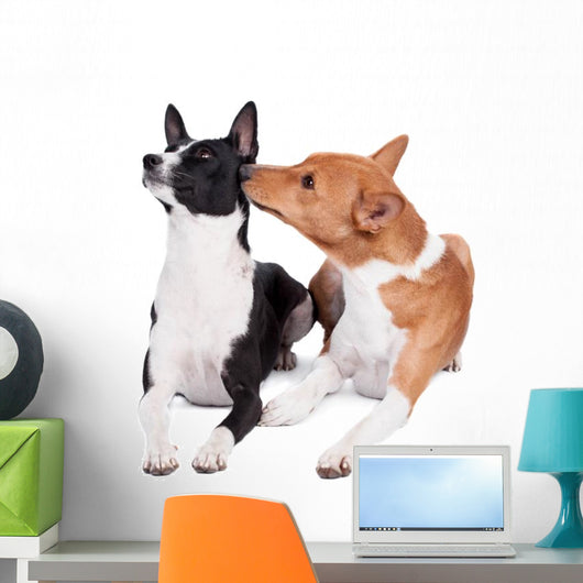 Two Basenjis Isolated on the White Background 