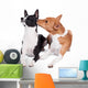 Two Basenjis Isolated on the White Background 
