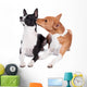 Two Basenjis Isolated on the White Background 