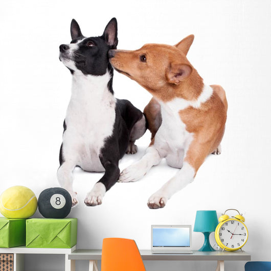 Two Basenjis Isolated on the White Background 