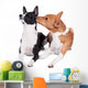 Two Basenjis Isolated on the White Background 
