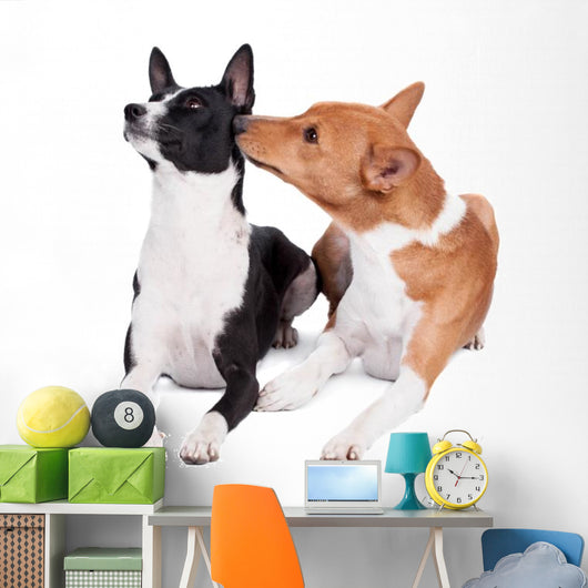 Two Basenjis Isolated on the White Background 