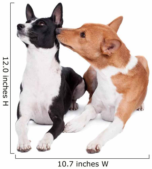 Two Basenjis Isolated on the White Background 