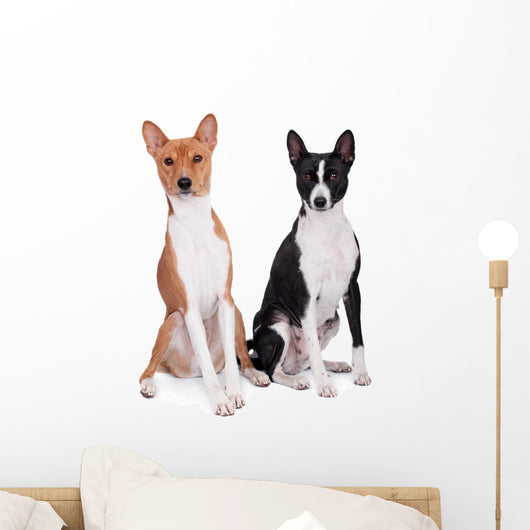 Two Basenjis Isolated on the White Background Wall Decal