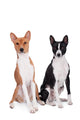 Two Basenjis Isolated on the White Background Wall Decal