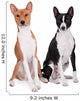 Two Basenjis Isolated on the White Background Wall Decal