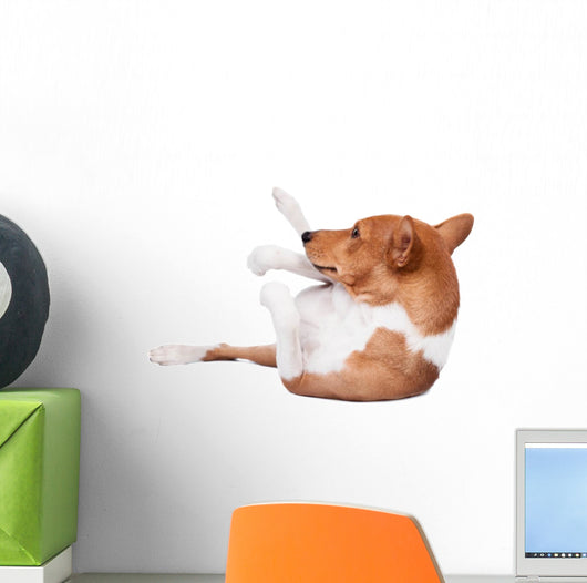 Pranksome Red Basenji Isolated on White Background 