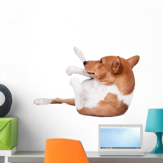 Pranksome Red Basenji Isolated on White Background 