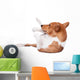 Pranksome Red Basenji Isolated on White Background 