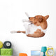 Pranksome Red Basenji Isolated on White Background 