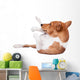 Pranksome Red Basenji Isolated on White Background 