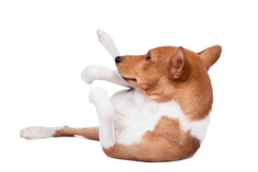 Pranksome Red Basenji Isolated on White Background 