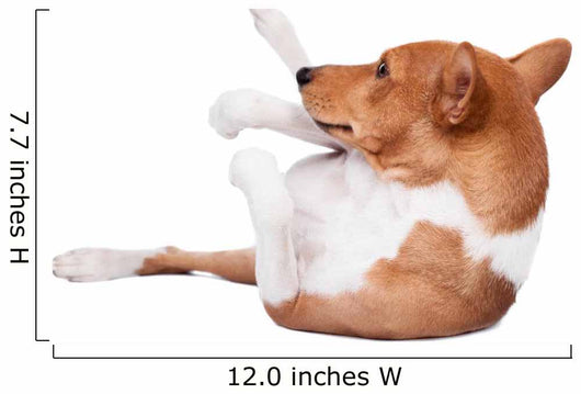 Pranksome Red Basenji Isolated on White Background 