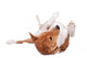 Pranksome Red Basenji Isolated on White Background Wall Decal