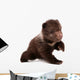 Brown Bear Cub Isolated on White Background 