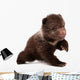 Brown Bear Cub Isolated on White Background 