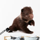 Brown Bear Cub Isolated on White Background 