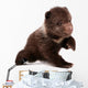 Brown Bear Cub Isolated on White Background 