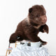 Brown Bear Cub Isolated on White Background 