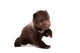 Brown Bear Cub Isolated on White Background 