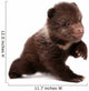 Brown Bear Cub Isolated on White Background 