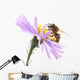 Honeybee and purple flower Wall Decal