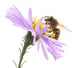 Honeybee and purple flower Wall Decal