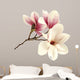 magnolia 