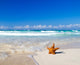 starfish with ocean 