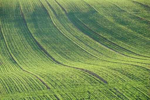 Cultivated Field Wall Decal
