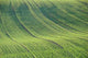 Cultivated Field Wall Decal
