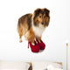 Portrait of Dog Wearing High Heel Shoes Wall Decal
