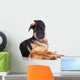 german shepherd puppy  with funny ears Wall Decal