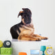 german shepherd puppy  with funny ears Wall Decal