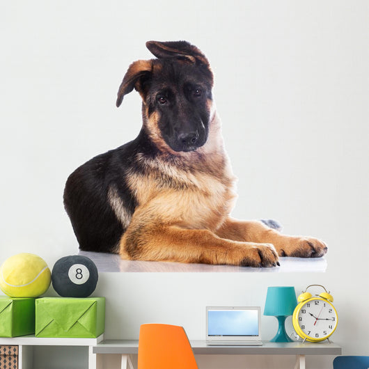 german shepherd puppy  with funny ears Wall Decal