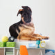 german shepherd puppy  with funny ears Wall Decal