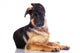 german shepherd puppy  with funny ears Wall Decal